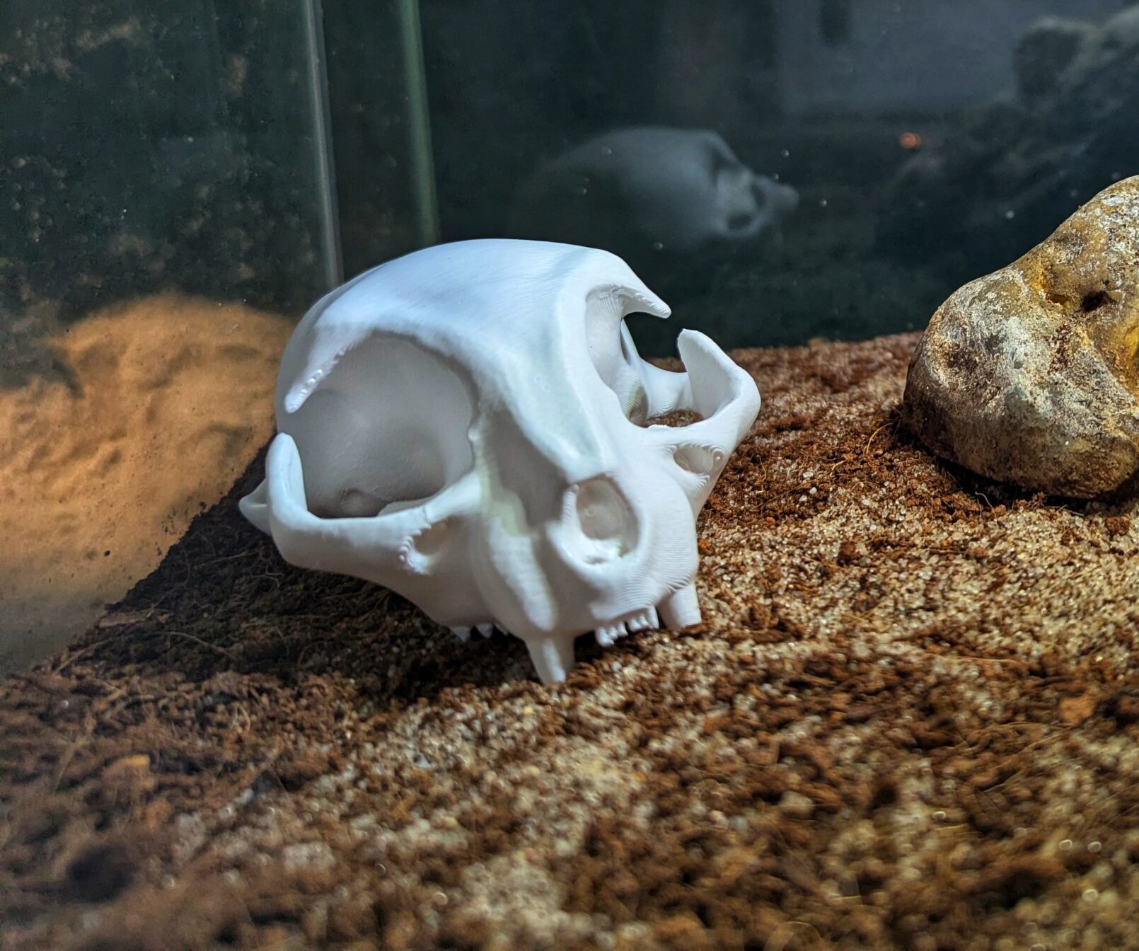 dekoracja do terrarium w kształcie czaszki kota