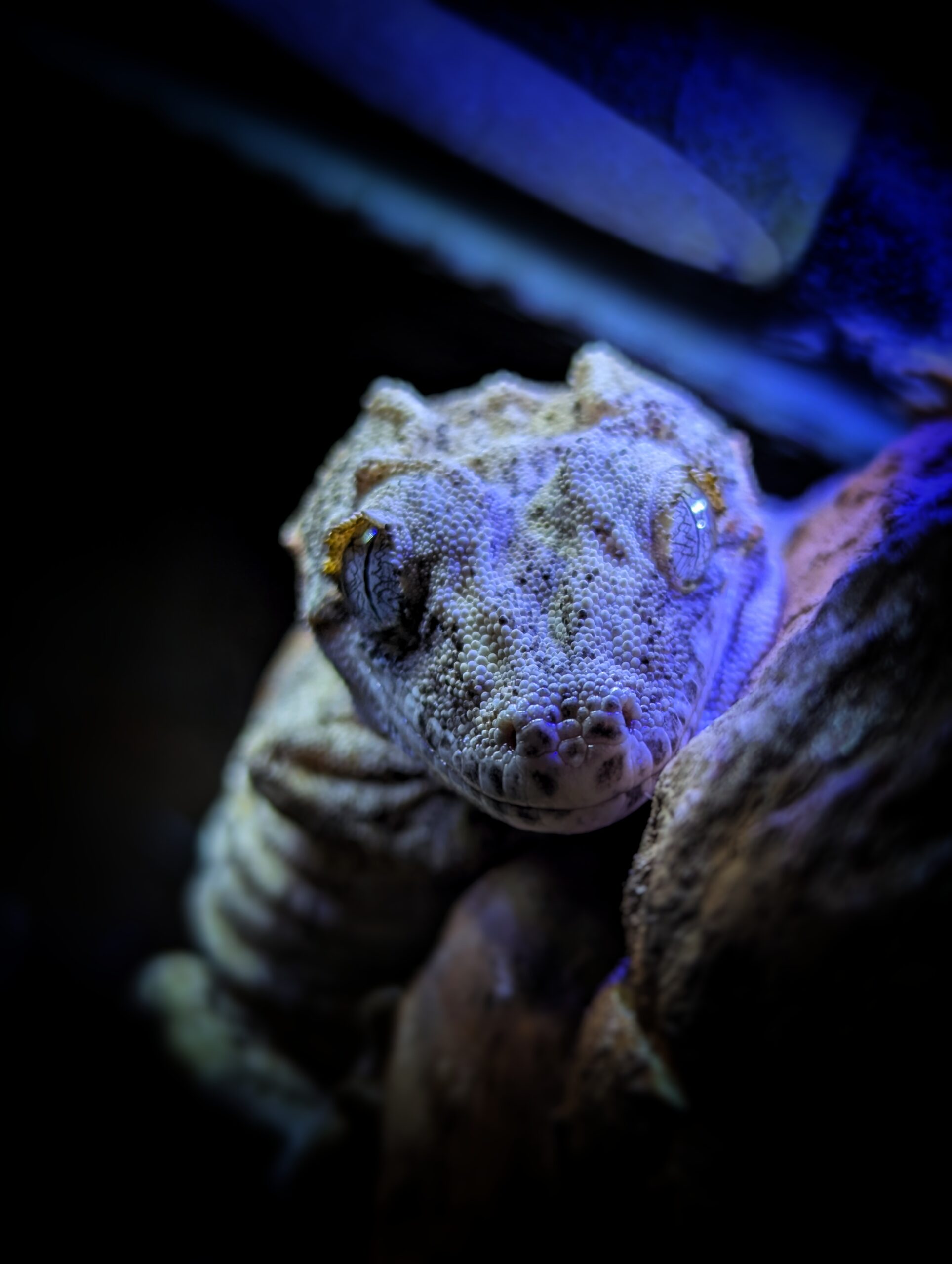 gekon maskotka sklepu z akcesoriami do terrarium
