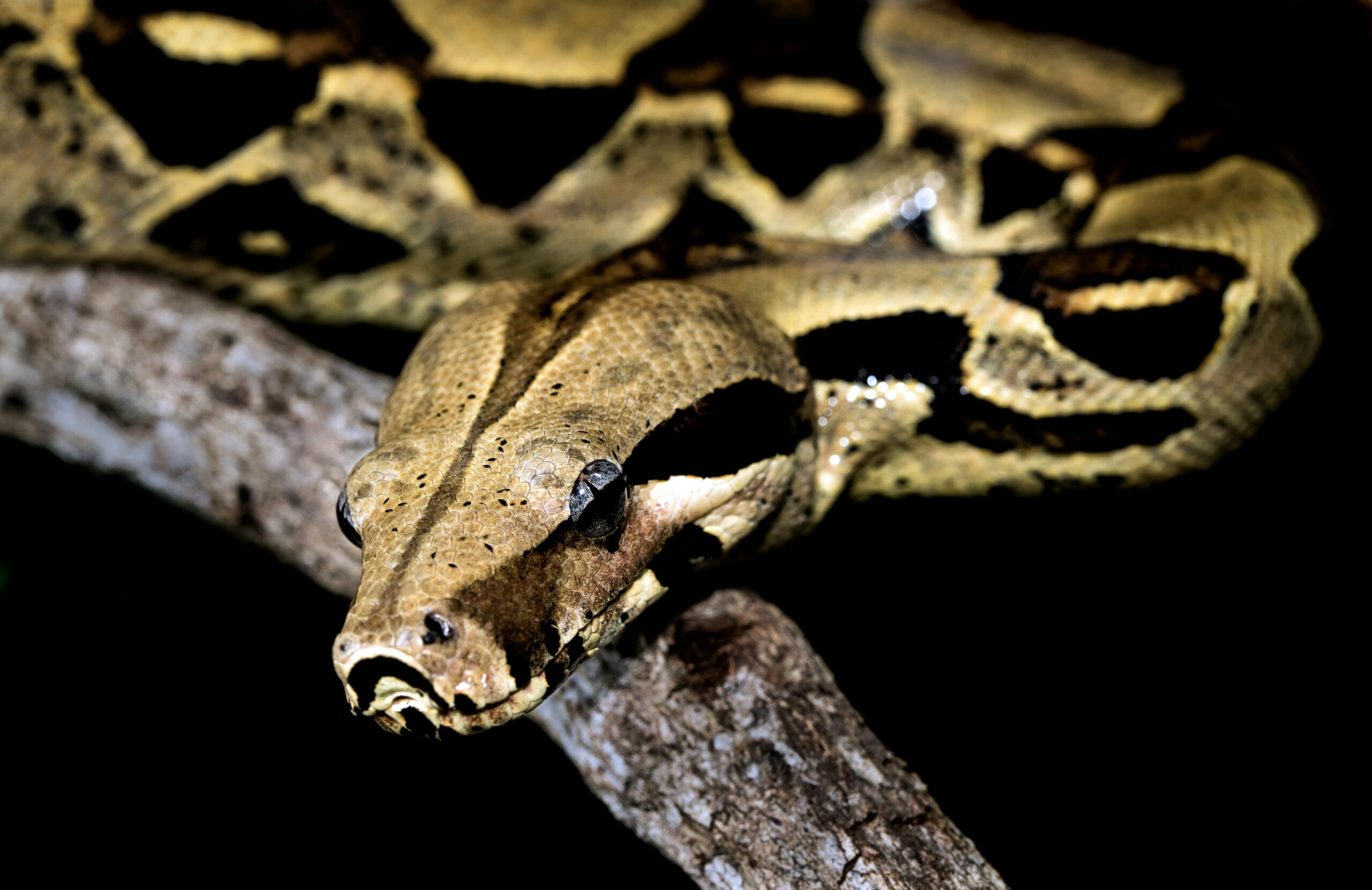 boa imperator boa constrictor